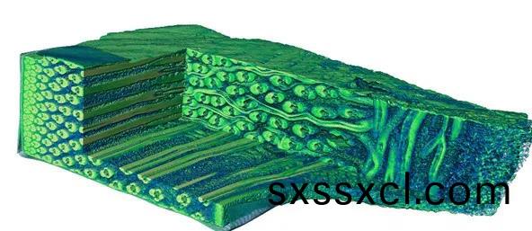 1596529356140214.jpg 植樹節9.jpg