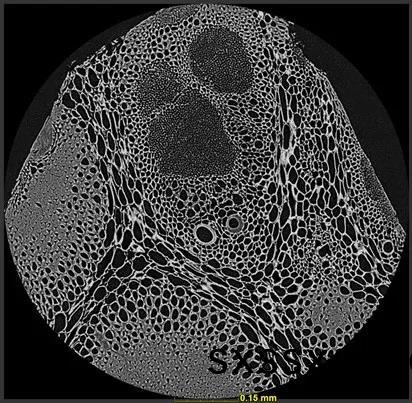 1596529506967741.jpg 植(zhi)樹節(jie)11.jpg