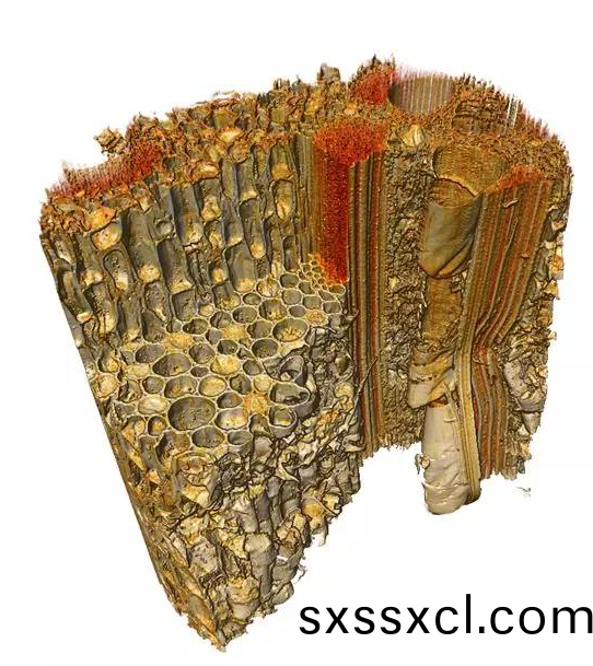 1596529605903925.png 植樹節牙(ya)籤.png