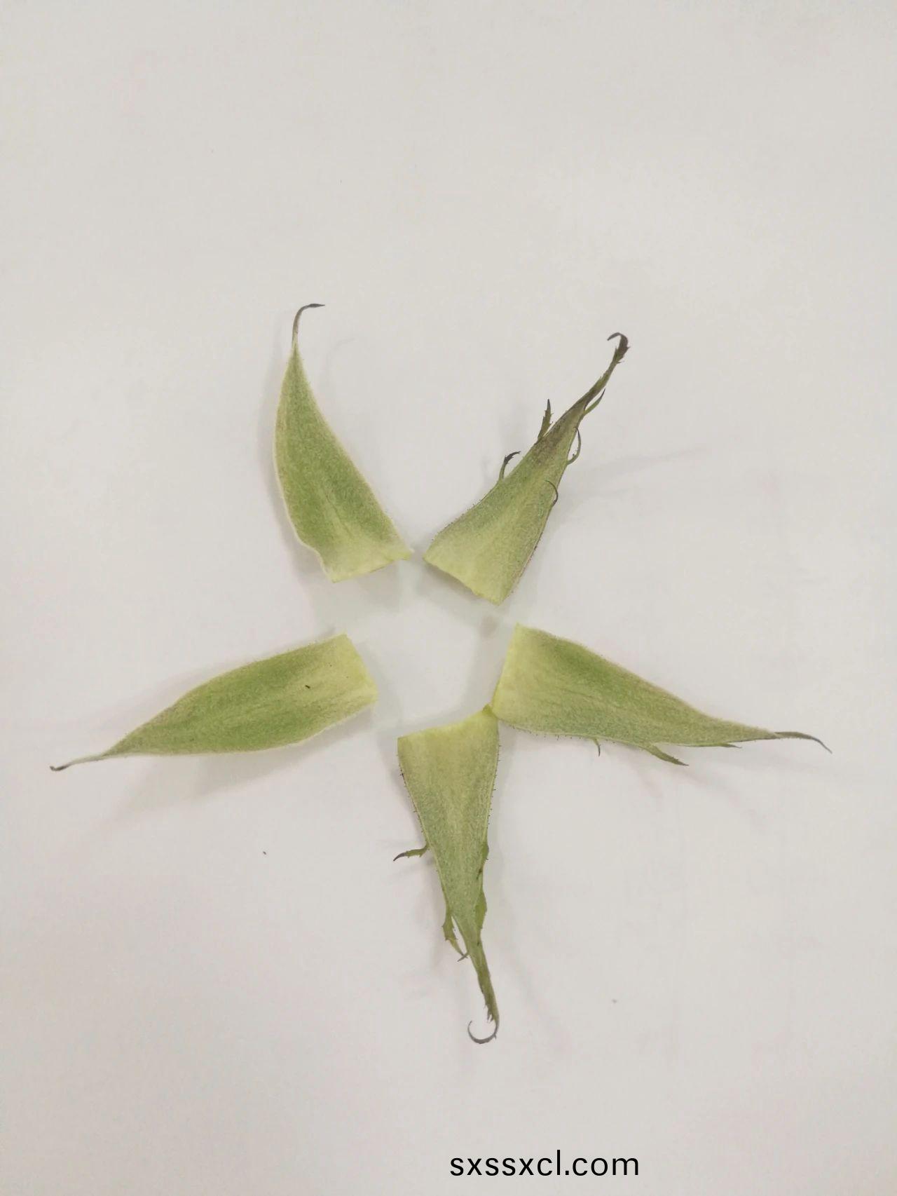 1617082434521632.jpg 1617082434521632.jpg