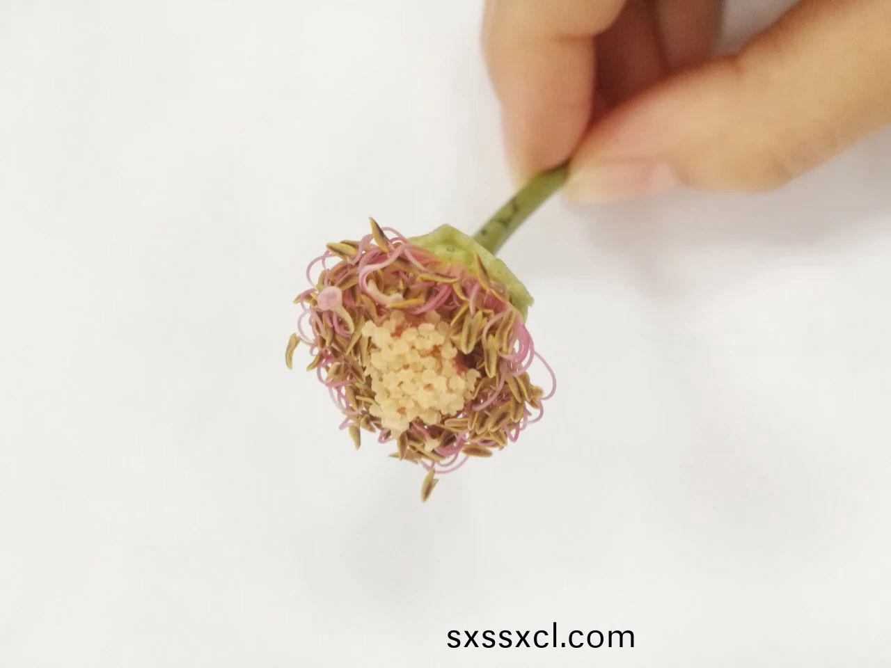 1617082628970467.jpg 1617082628970467.jpg