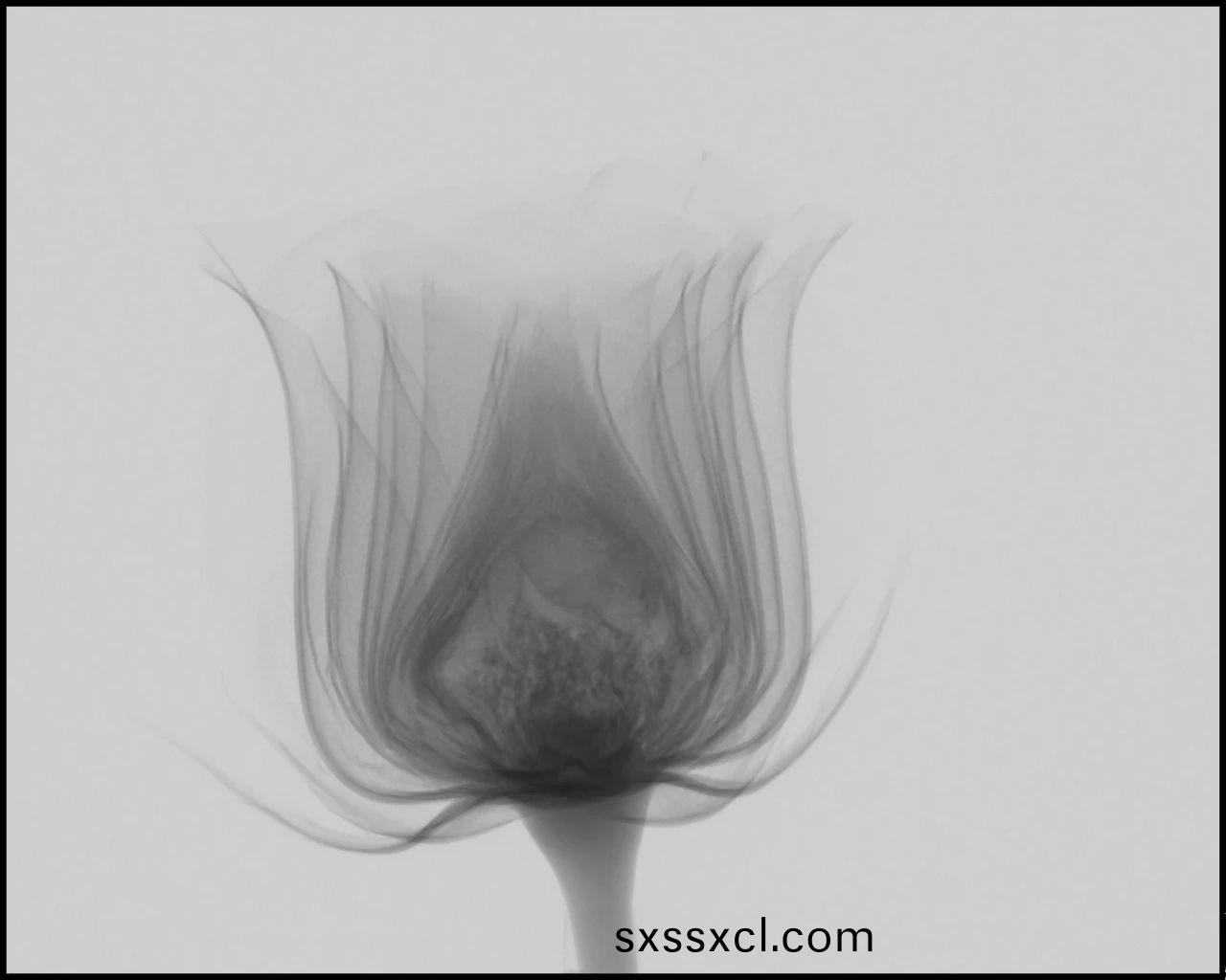 1617082912632231.jpg 1617082912632231.jpg