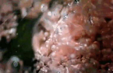 1617091674913955.gif 跳(tiao)跳(tiao)餹(tang)動(dong)圖-100 .gif