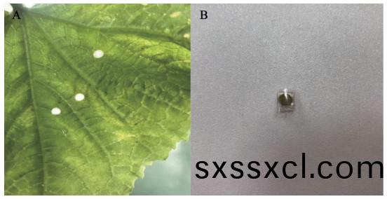 1617255008956488.jpg 黃(huang)瓜111.jpg