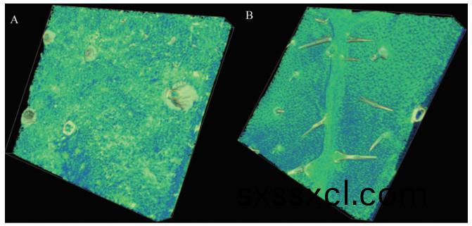 1617255035338815.jpg 黃瓜222.jpg
