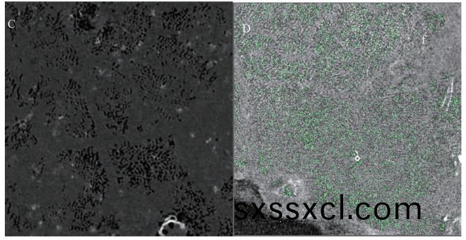 1617255161842540.jpg 黃(huang)瓜(gua)333.jpg