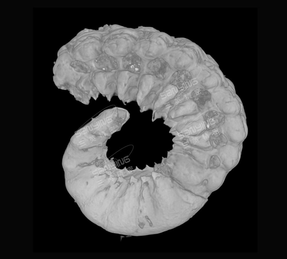 精(jing)衞(wei)蟲化石