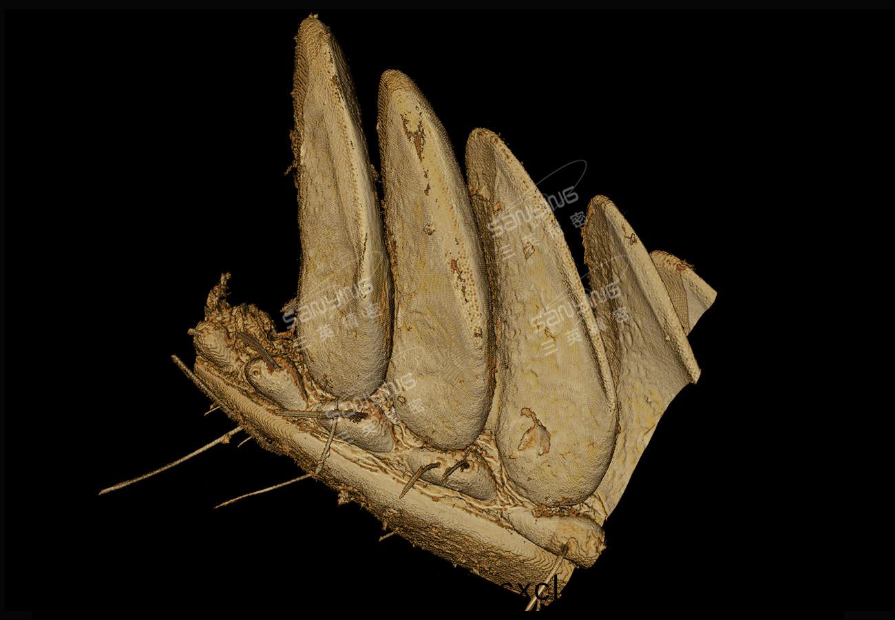 蠍(xie)子(zi)櫛(zhi)器結構(gou)